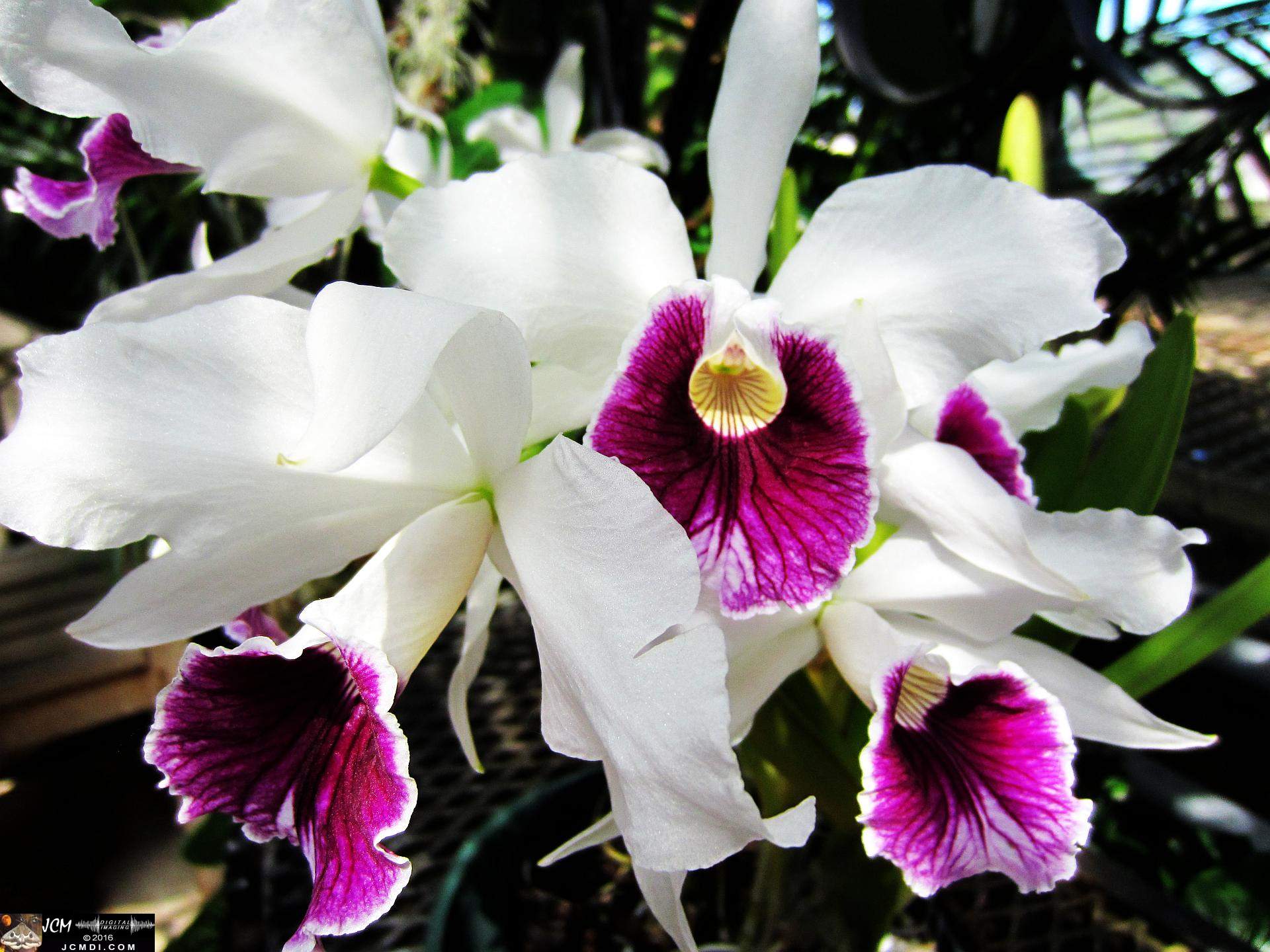 Como Zoo conservatory, MN orchids close up